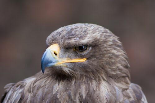beautiful closeup of a falcon